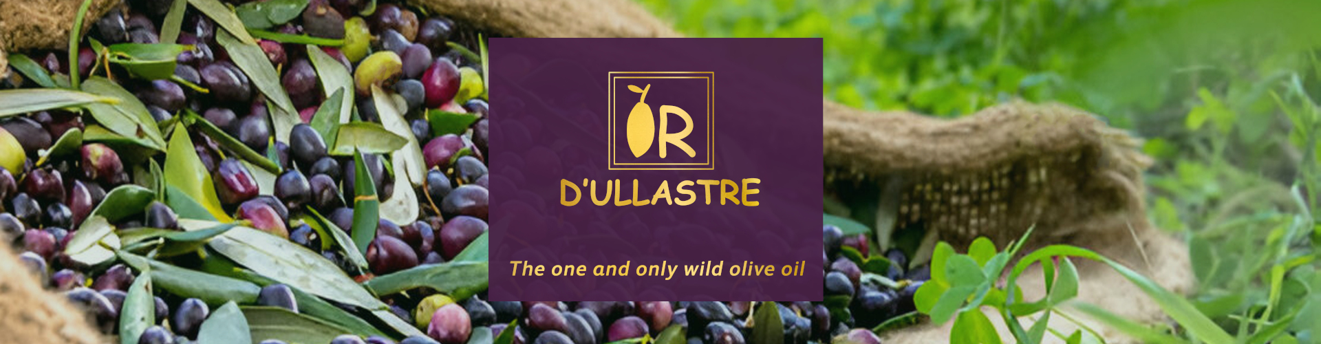 Oli d'ullastre, El único aceite de oliva silvestre